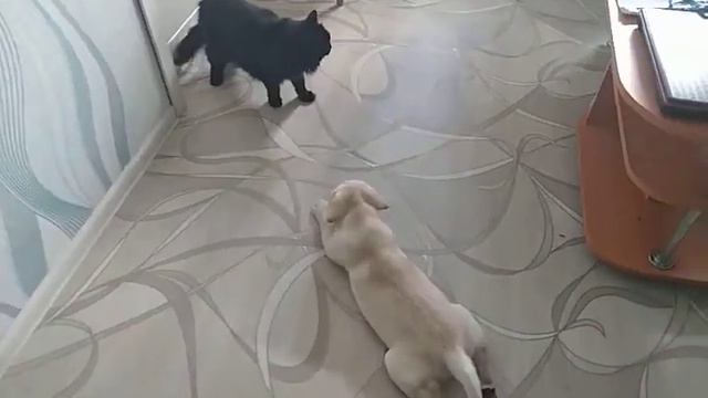 Знакомство щенка с котом продолжается, кот воспитывает щенка лапой без когтей. смотреть онлайн