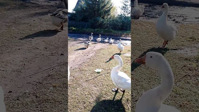посмотрите как они любят свой дом 🏡 🤗 смотреть онлайн