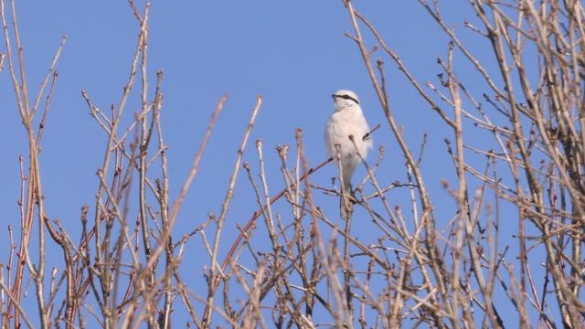 Сорокопут серый. Great Grey Shrike (Lanius excubitor) Голос TelingaБЕЗтарелки4k60f СП шумно 42с смотреть онлайн