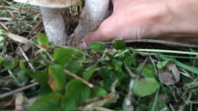 Подберезовики августа 2014