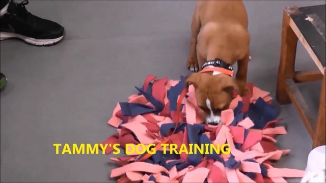 Snuffle mats, snuffle balls and pocket snuffle balls at TDT смотреть онлайн