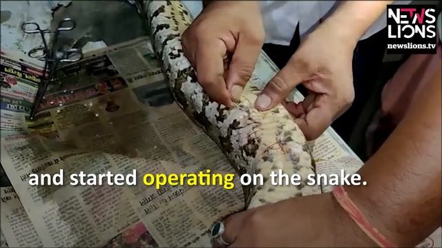 Snake Rescue: Vets suture up Python's dangling guts, nurse it back to health смотреть онлайн