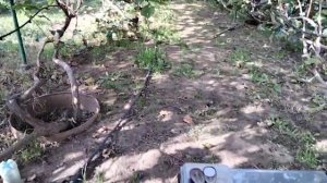 ВИНОГРАД ТОРНАДО . ГРОЗДЬ НА ВЕСАХ.сезон 2021