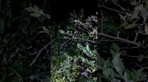 Коричневые пятна на листьях голубики, они вернулись. 2023  год