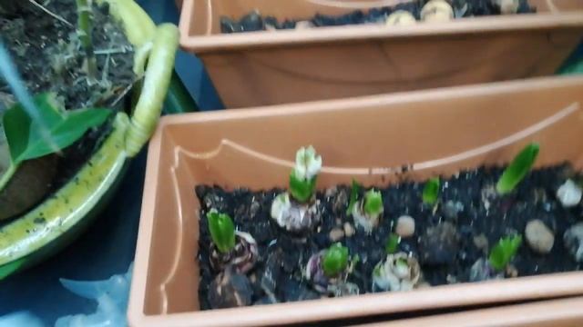 Гиацинт. Выгонка с нормальным цветонос. смотреть онлайн