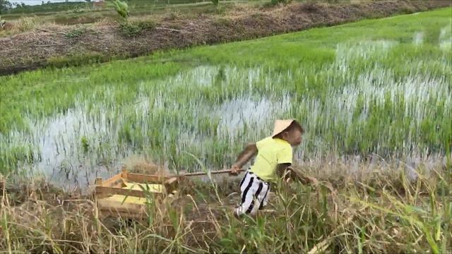 So Smart! Cutis Takes Goat Harvest Corn Boiled Sell... смотреть онлайн