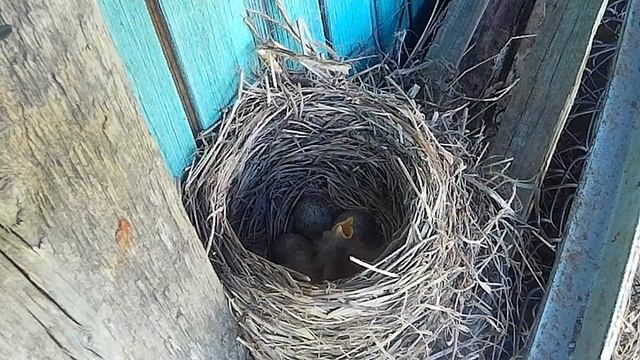 Дрозды. История жизни. Часть 1 смотреть онлайн