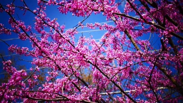 Шмели и канадский багряник.Bumblebees/ смотреть онлайн