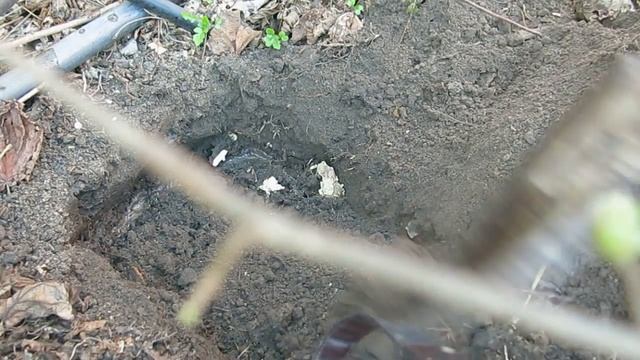 ПОСАДКА ореха фундука ТРАПЕЗУНД HARVESTING Hazelnut NUTRITION TRAPEZUND смотреть онлайн