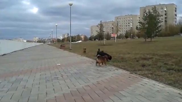 Питомник гриффонов 