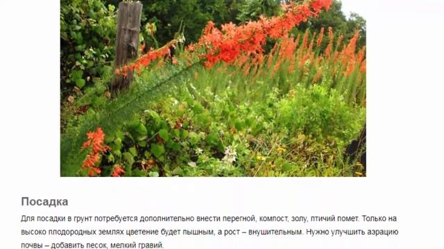 Ипомопсис (лат. Gilia rubra) Красивые растения для дома и сада смотреть онлайн