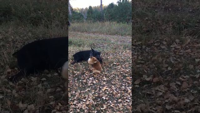 Самый терпеливый доберман и веселый шпиц 🎃 Дружба навсегда. смотреть онлайн