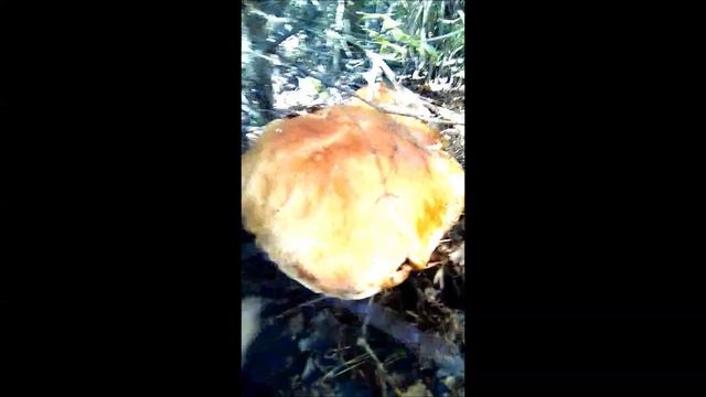 Как я собирал грибы смотреть онлайн