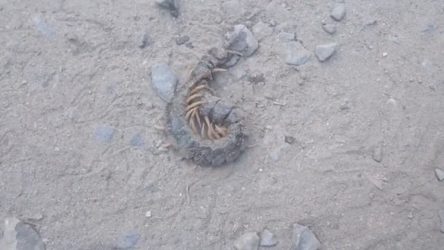 Природа в Ладошках