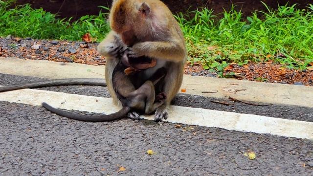 Baby monkey run fast to hugging little baby monkey cry смотреть онлайн