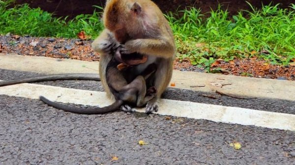 Baby monkey run fast to hugging little baby monkey cry