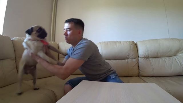 Галстук для мопса | мопсячья распаковка | sir mops смотреть онлайн