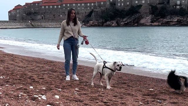 Команда СТОП, Остановка, научить собаку останавливаться смотреть онлайн