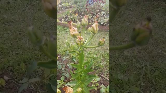 Лилия Эприкот смотреть онлайн