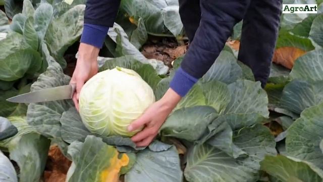 Duke F1 . Varza mijlocie. Средняя белокочанная капуста ! смотреть онлайн