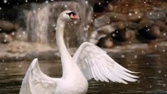 ЛЕБЕДИНАЯ ВЕРНОСТЬ смотреть онлайн