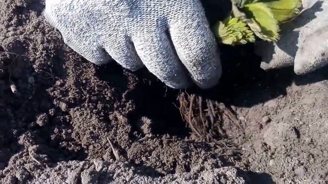 посадка клубники смотреть онлайн