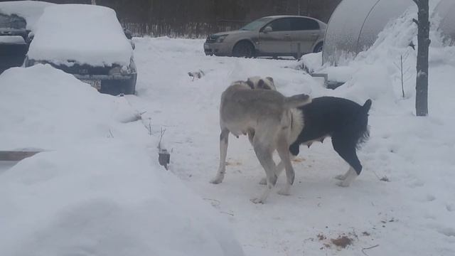 САО. АЛАБАИ/ ВОЛКОДАВЫ. НАШИ СОБАКИ. ОТКУДА ОНИ И КАКОЙ ВОЗРАСТ. смотреть онлайн