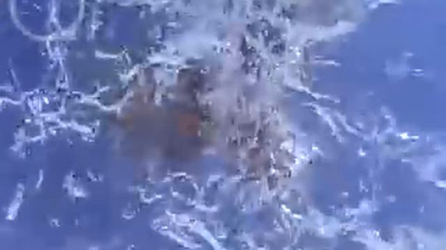 Underwater Bird Fish attack captured live смотреть онлайн