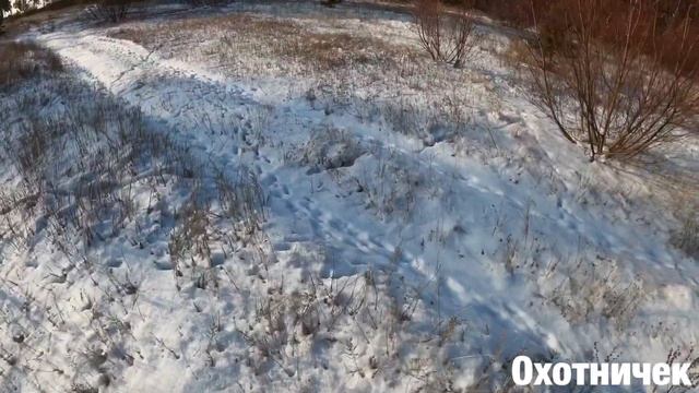 Охота на зайца с гончей 2020. Три зайца на четверых) смотреть онлайн