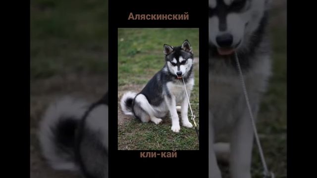 Собака породы Аляскинский кли-кай. Она на плюшевую игрушку похожа?? смотреть онлайн