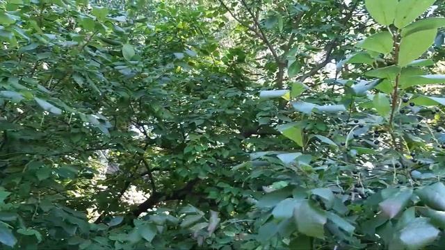 Пляжный сезон продолжается, пора собирать черемуху смотреть онлайн