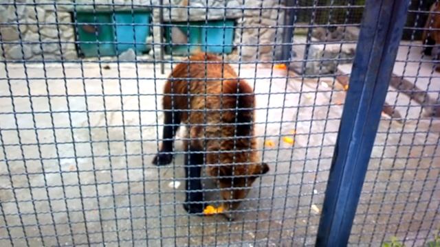 как медведи едят апельсины смотреть онлайн