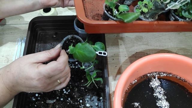 Это возможно!!!Укоренение ювенильных листиков! смотреть онлайн