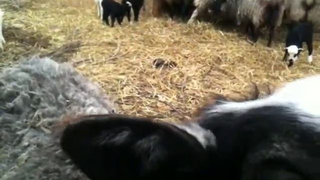 Овцы / Sheep смотреть онлайн