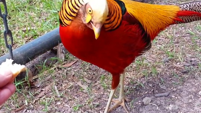 золотой фазан- красота неземная смотреть онлайн