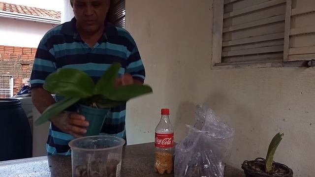 replante de phalaenopsis смотреть онлайн