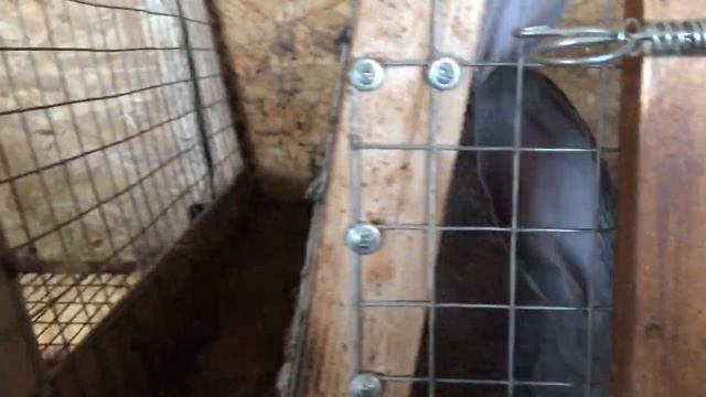 Клетки уличного содержания смотреть онлайн