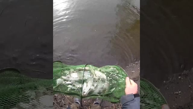 InShot_20230425_080136670.mp4 смотреть онлайн