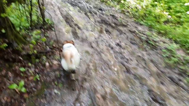 Папильон гуляет в лесу после дождя смотреть онлайн