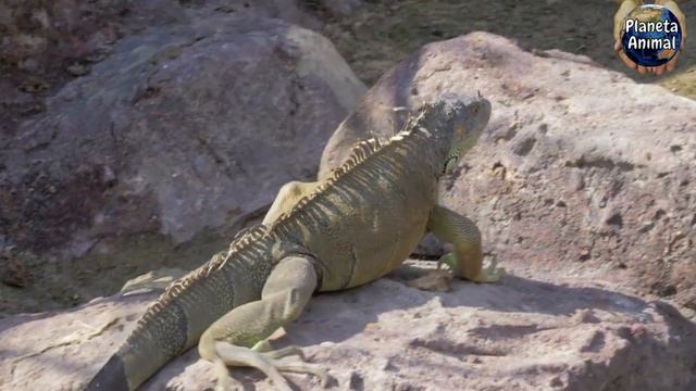 IGUANA VERDE [ O DINOSSAURO DOMÉSTICO ] смотреть онлайн