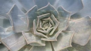 Экхарт Толле - 05. Отыскание цели жизни, озвучивает [Nikosho].mp4