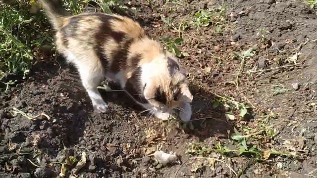 Кошка поймала мышку и играет с ней смотреть онлайн