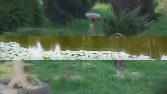 Весенние зарисовки. Ботанический сад просыпается. Kenigsberg смотреть онлайн