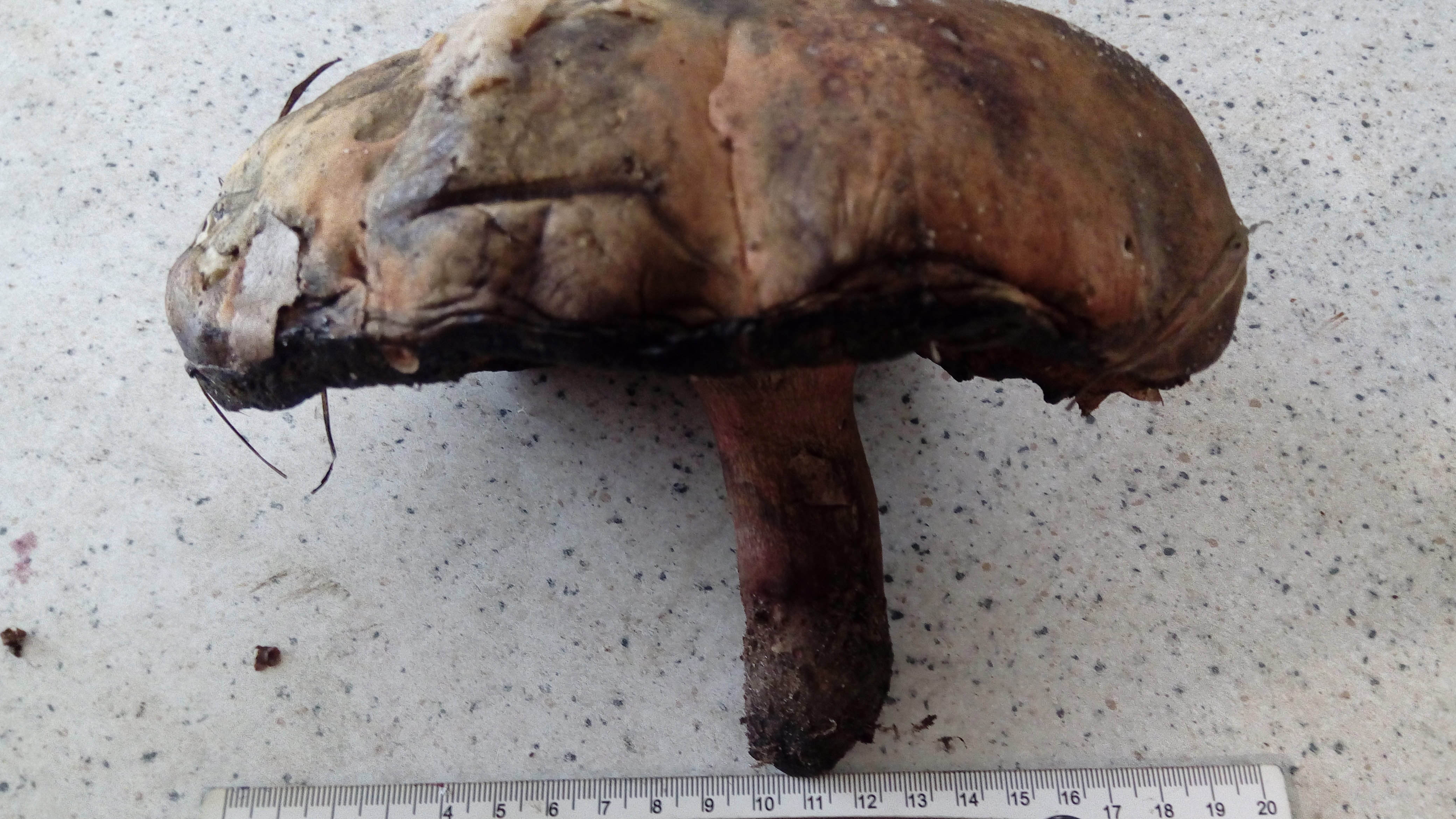 Сходили за грибами, нашли большой гриб великан! 27 сентября 2021 года. смотреть онлайн