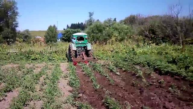 Т-40 окучивание картофеля