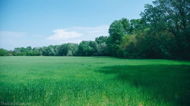 Звуки природы в лесу,пение птиц у реки.Релакс 6 часов.Relaxing. смотреть онлайн