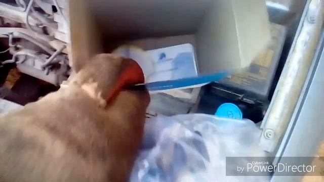 Как заменить термостат на заз шанс 1.3 смотреть онлайн