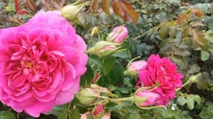 Принцесса Анна ( Princess Anne) -английская роза, относящаяся к классу шрабов.