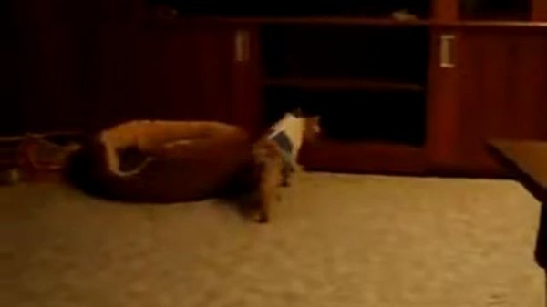 Смешной кот идет задом наперед