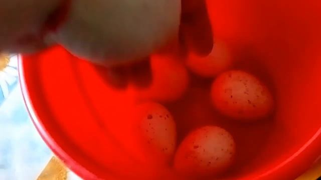 Начинаю инкубацию гусиных яиц//Советую инкубатор блиц норма ц8// смотреть онлайн
